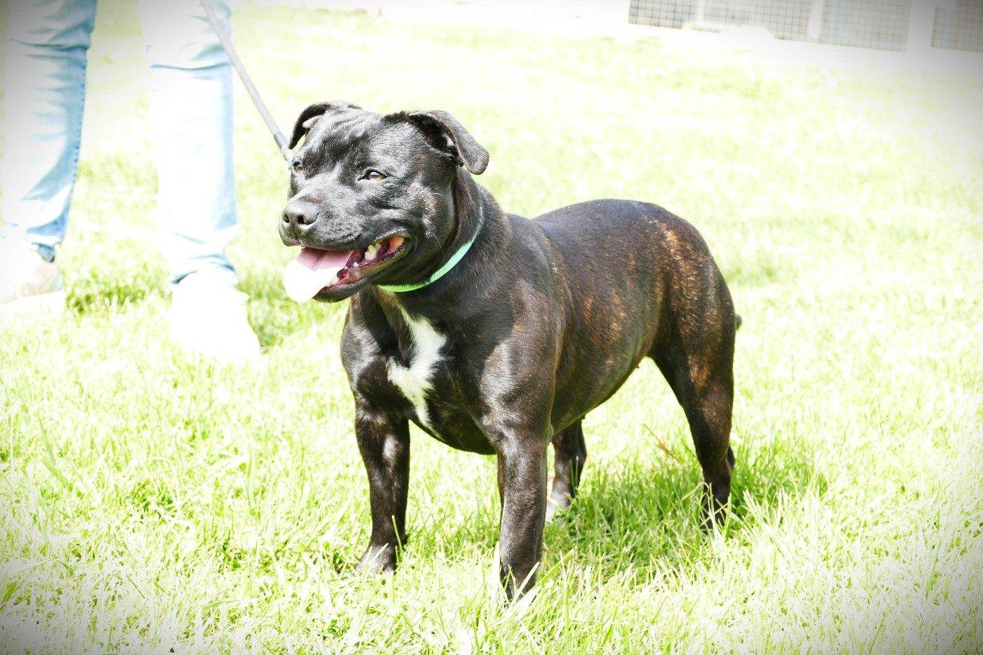 AMBROSIA DEVINE ETERNITY Des Griffes Du Dragon Noir