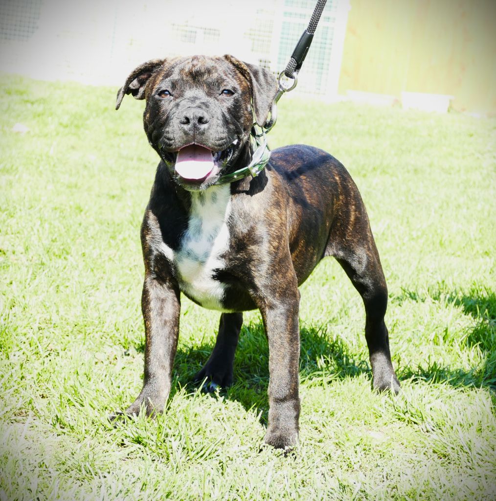 Des Griffes Du Dragon Noir - Chiots disponibles - Staffordshire Bull Terrier