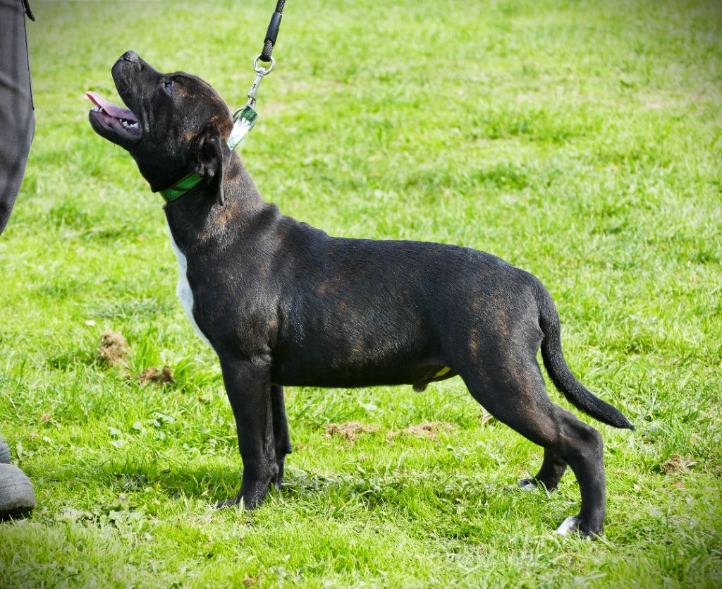 Des Griffes Du Dragon Noir - Chiots disponibles - Staffordshire Bull Terrier