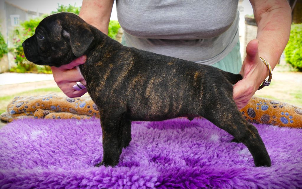 Des Griffes Du Dragon Noir - Chiots disponibles - Staffordshire Bull Terrier
