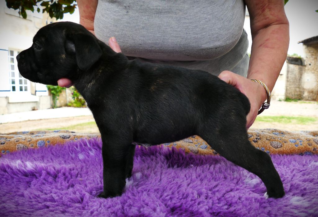 Des Griffes Du Dragon Noir - Chiots disponibles - Staffordshire Bull Terrier