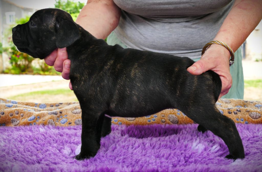 Des Griffes Du Dragon Noir - Chiots disponibles - Staffordshire Bull Terrier