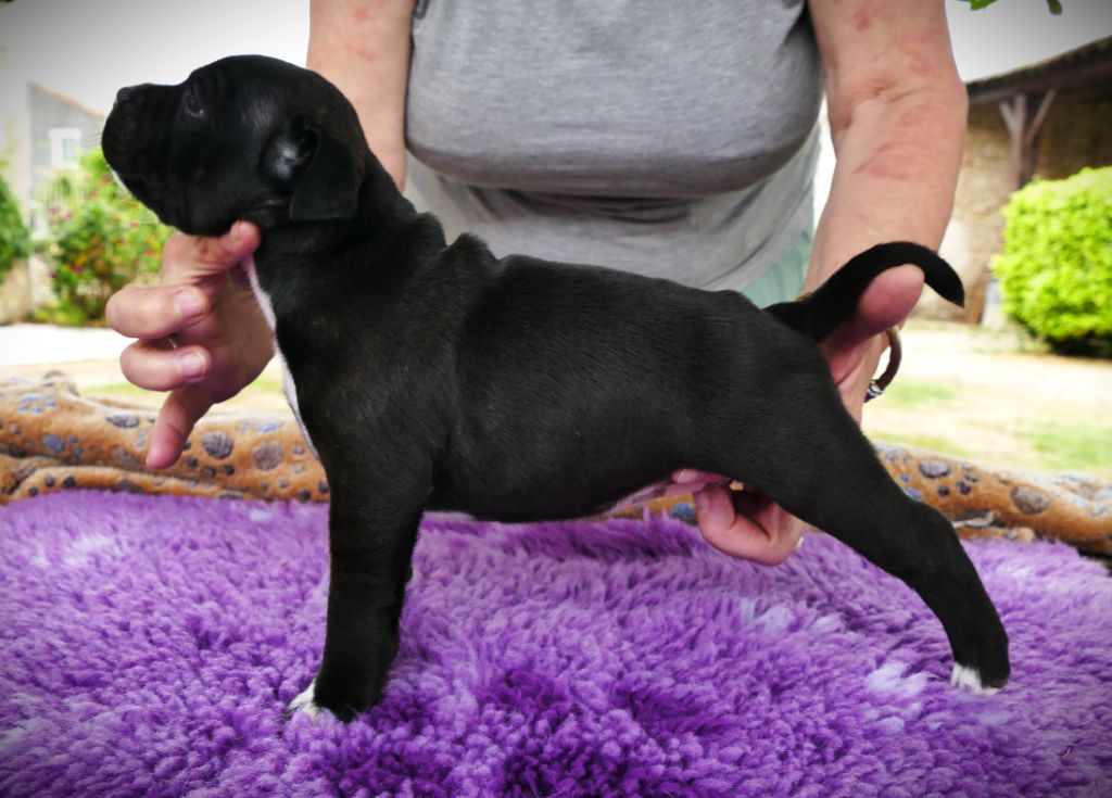 Des Griffes Du Dragon Noir - Chiots disponibles - Staffordshire Bull Terrier