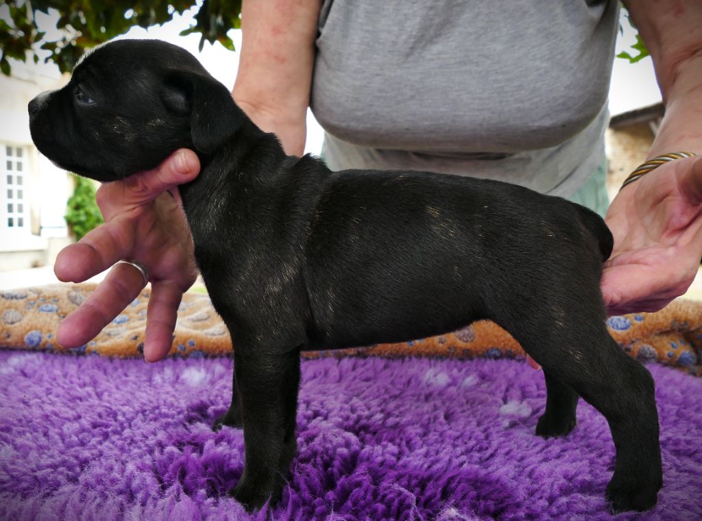 Des Griffes Du Dragon Noir - Chiots disponibles - Staffordshire Bull Terrier